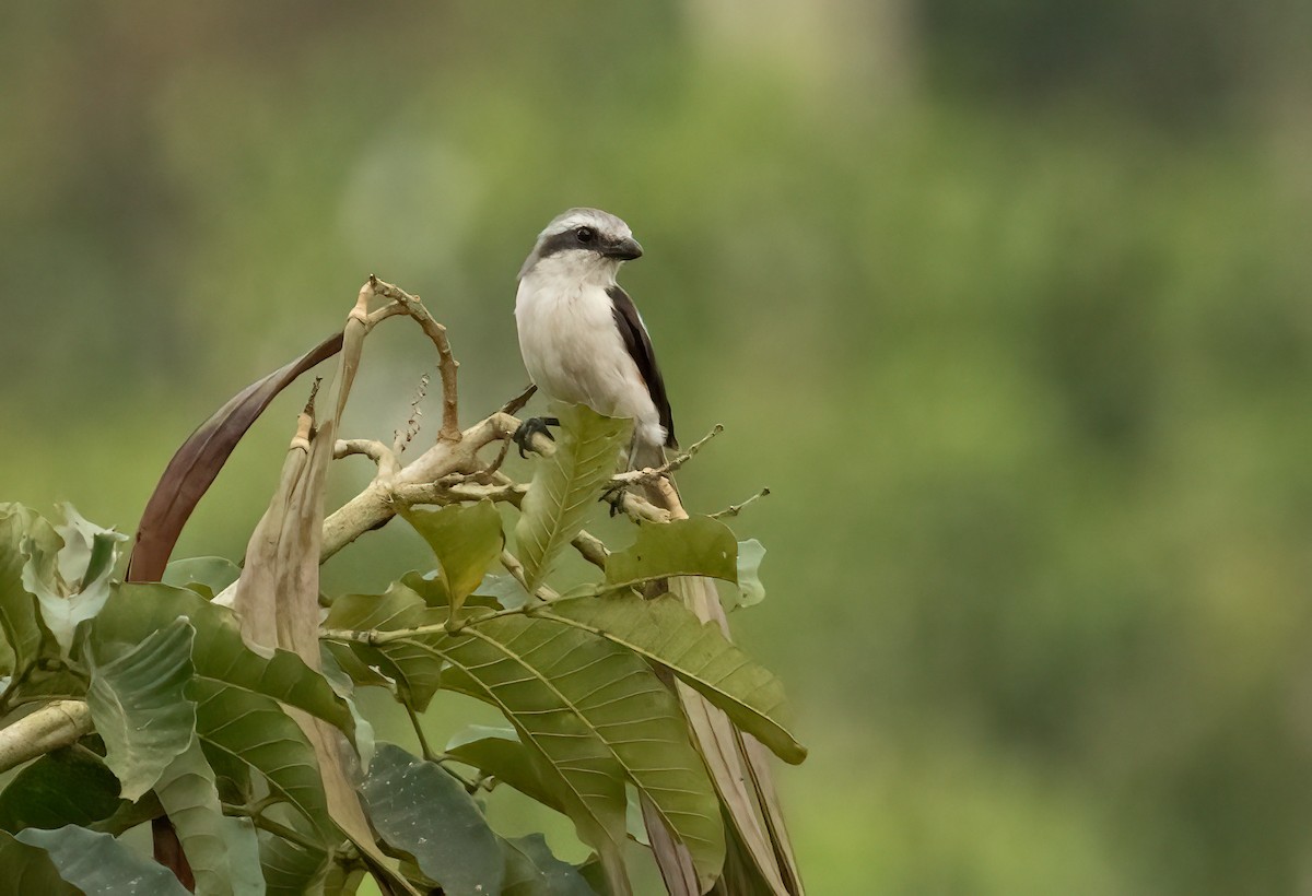 Mackinnon's Shrike - ML623401165