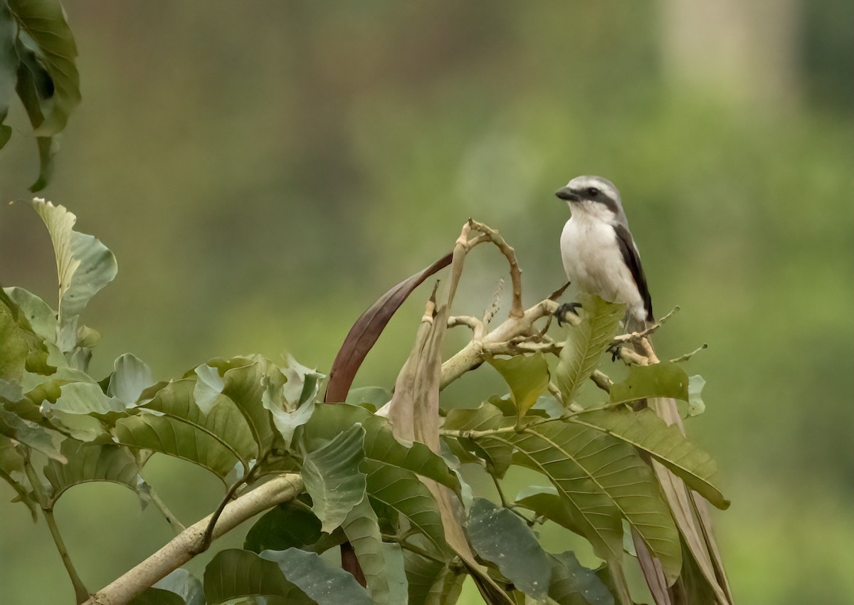 Mackinnon's Shrike - ML623401166