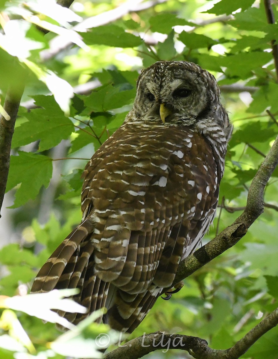 Barred Owl - ML623401177