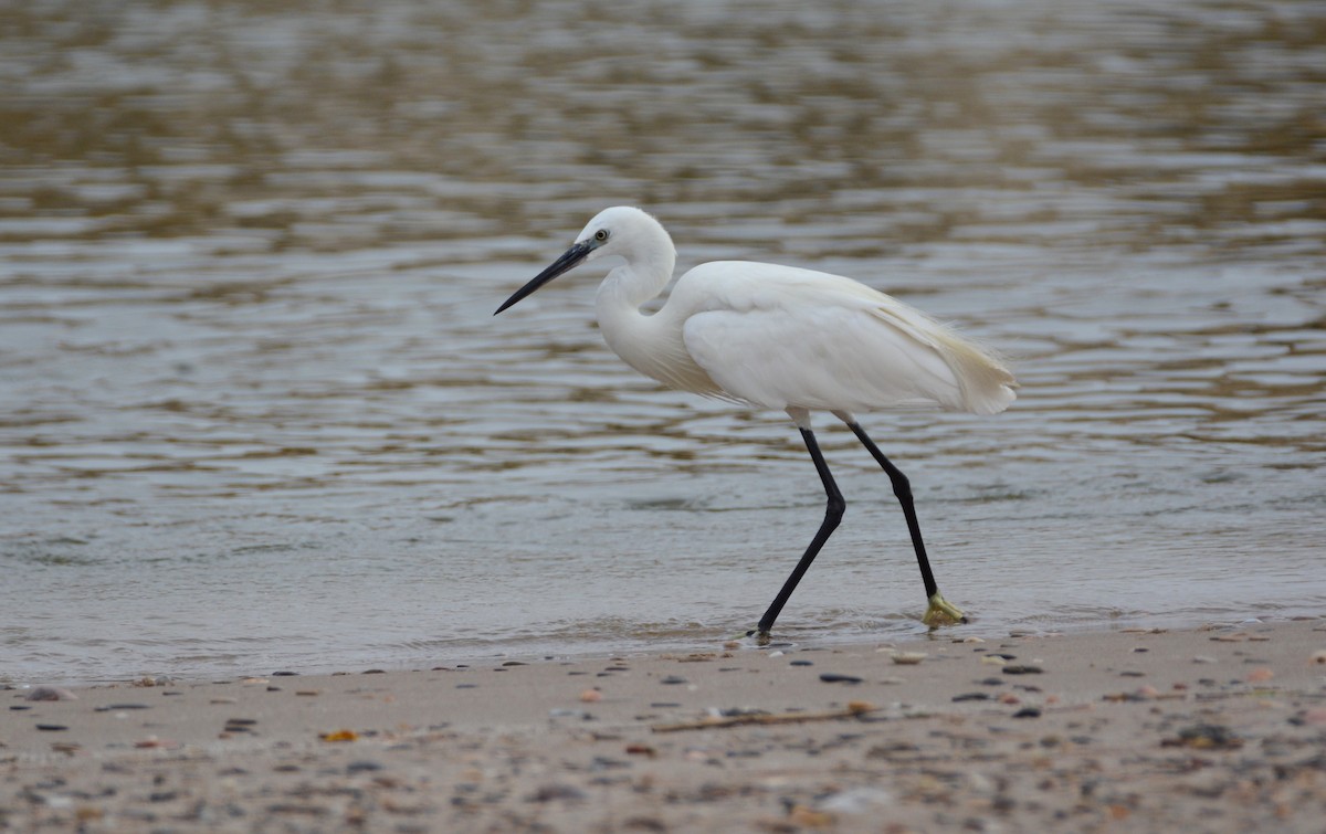 Little Egret - ML623401178