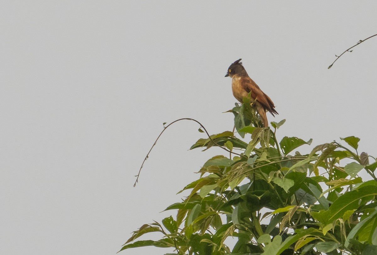 Black-and-white Shrike-flycatcher - ML623401186