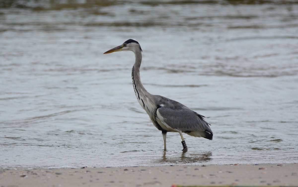 Gray Heron - ML623401192