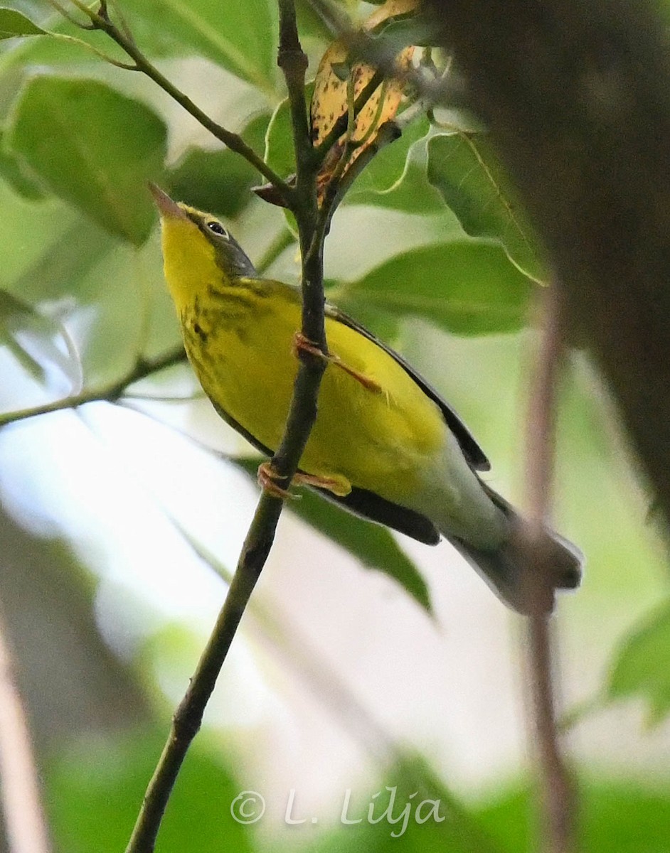 Canada Warbler - Lorri Lilja