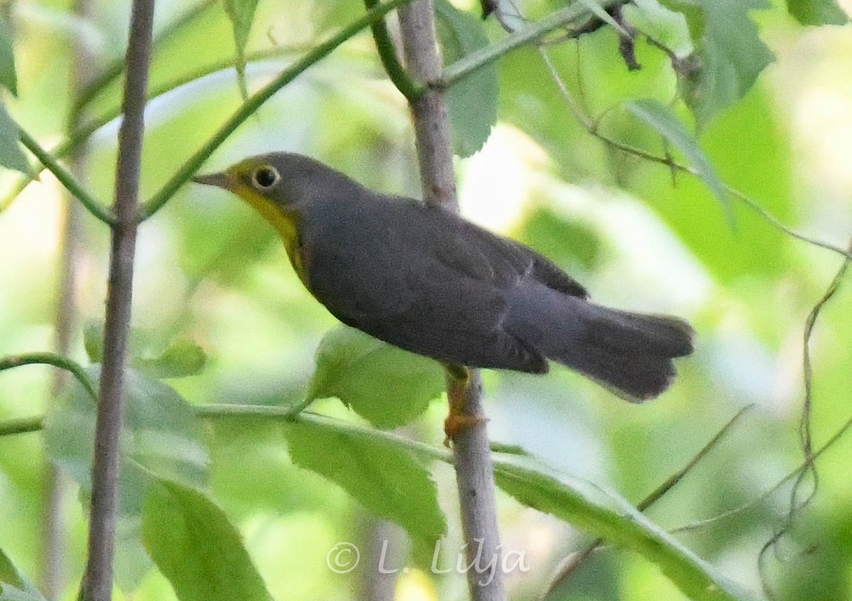 Canada Warbler - Lorri Lilja