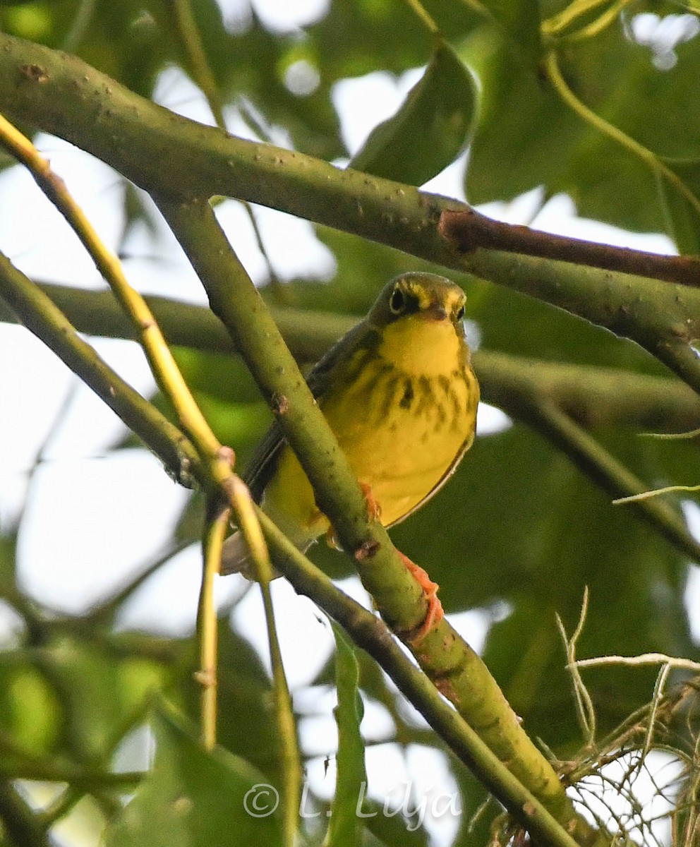 Canada Warbler - Lorri Lilja