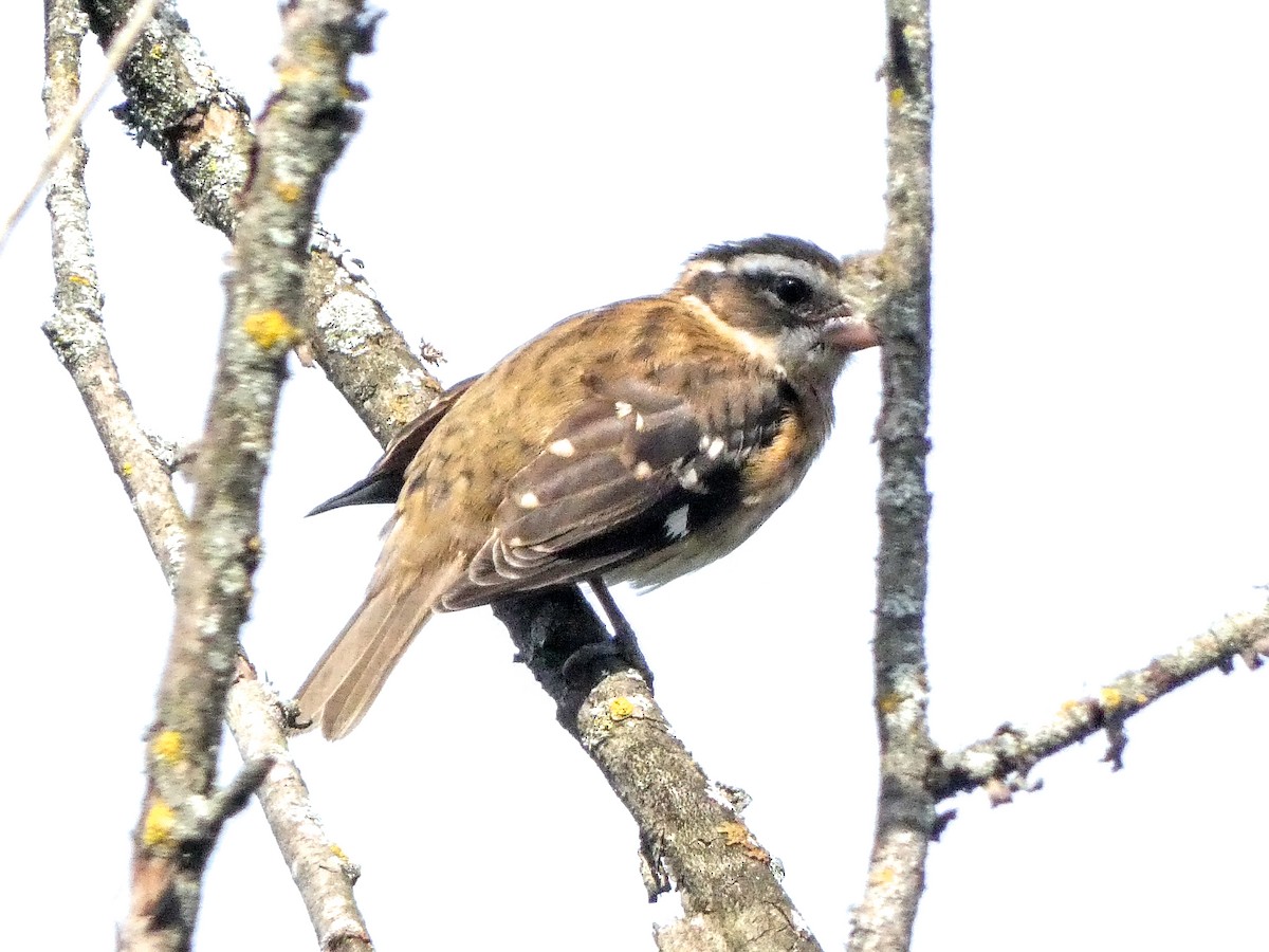 Rose-breasted Grosbeak - ML623401216