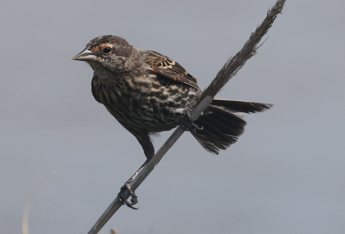 Red-winged Blackbird (Red-winged) - ML623401221