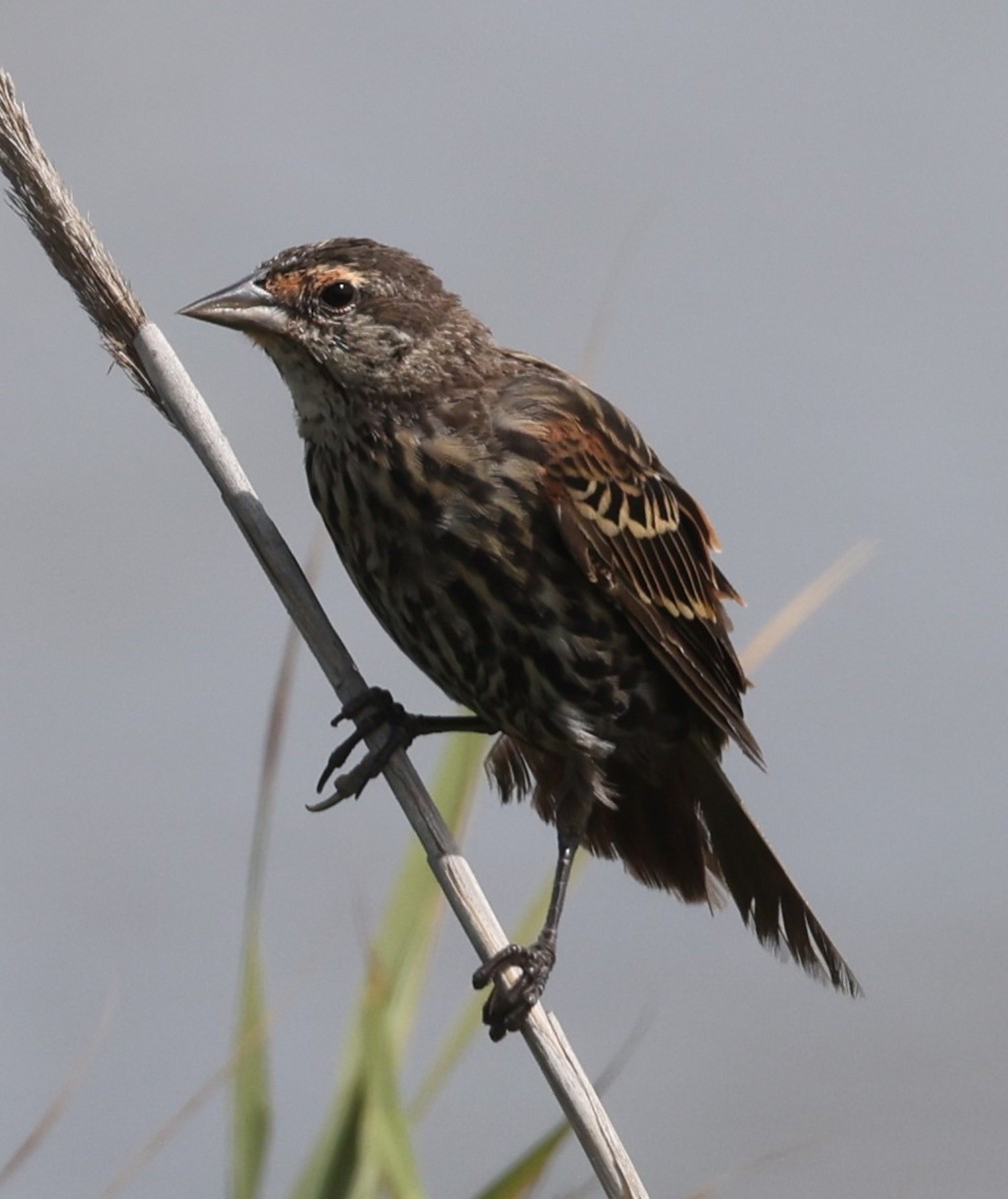 Red-winged Blackbird (Red-winged) - ML623401222