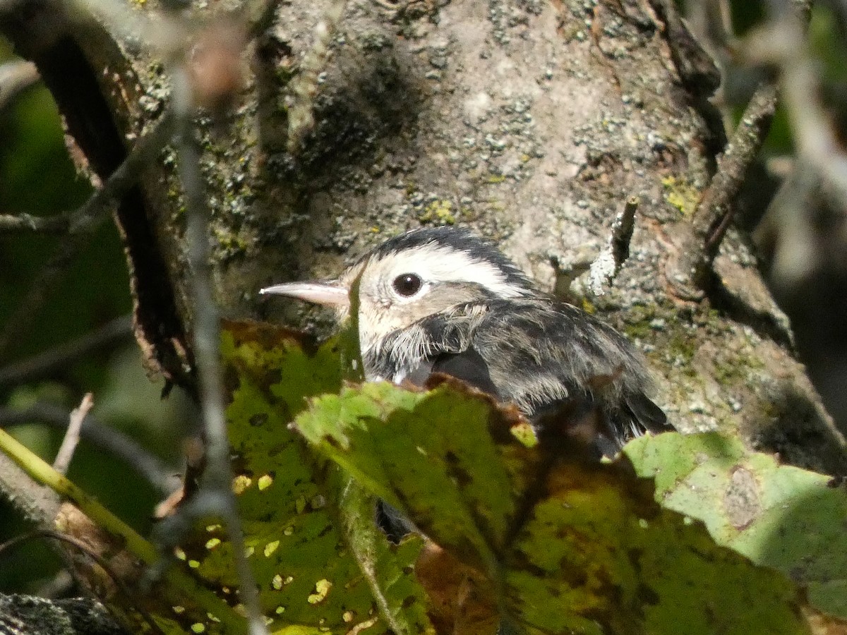 Black-and-white Warbler - ML623401223