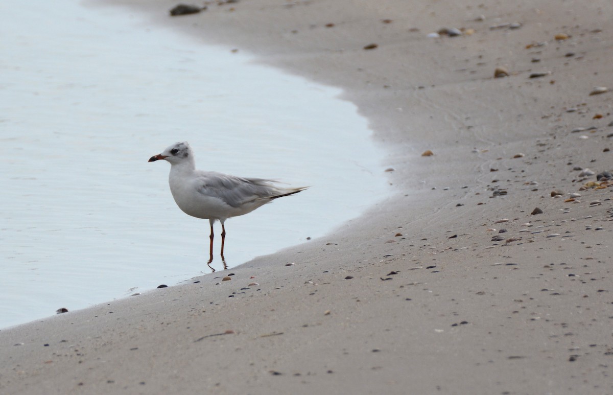 Mediterranean Gull - ML623401227