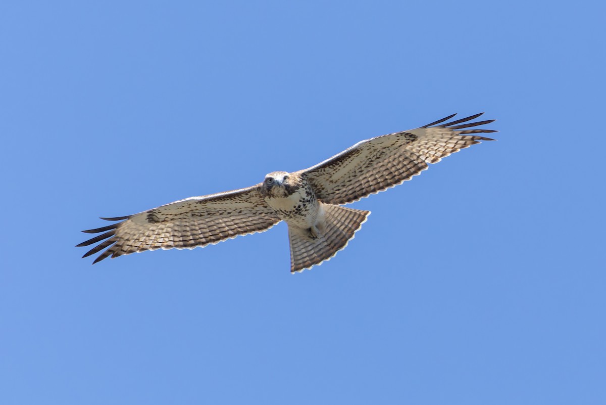 Red-tailed Hawk - Joe Aliperti