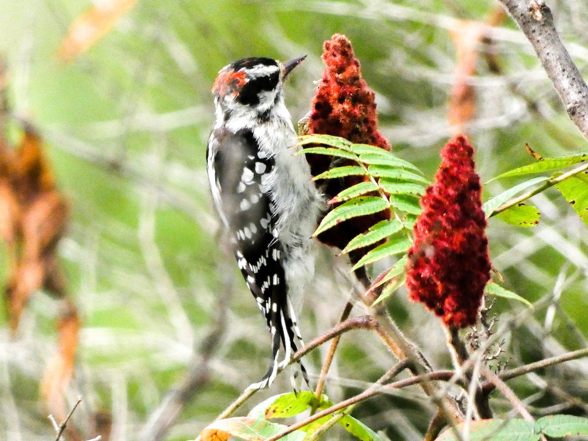 Downy Woodpecker - Larry Morin