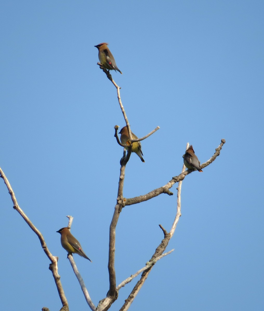 Cedar Waxwing - ML623401253