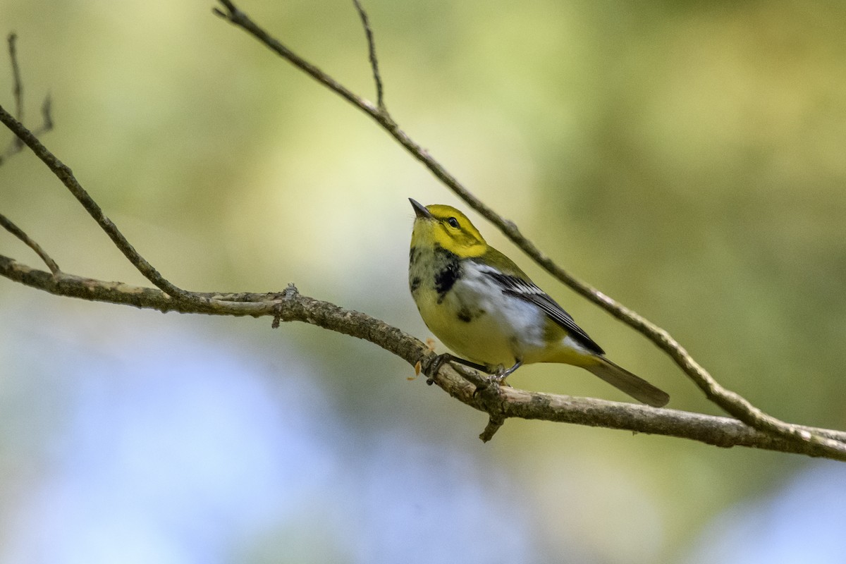 Black-throated Green Warbler - ML623401350