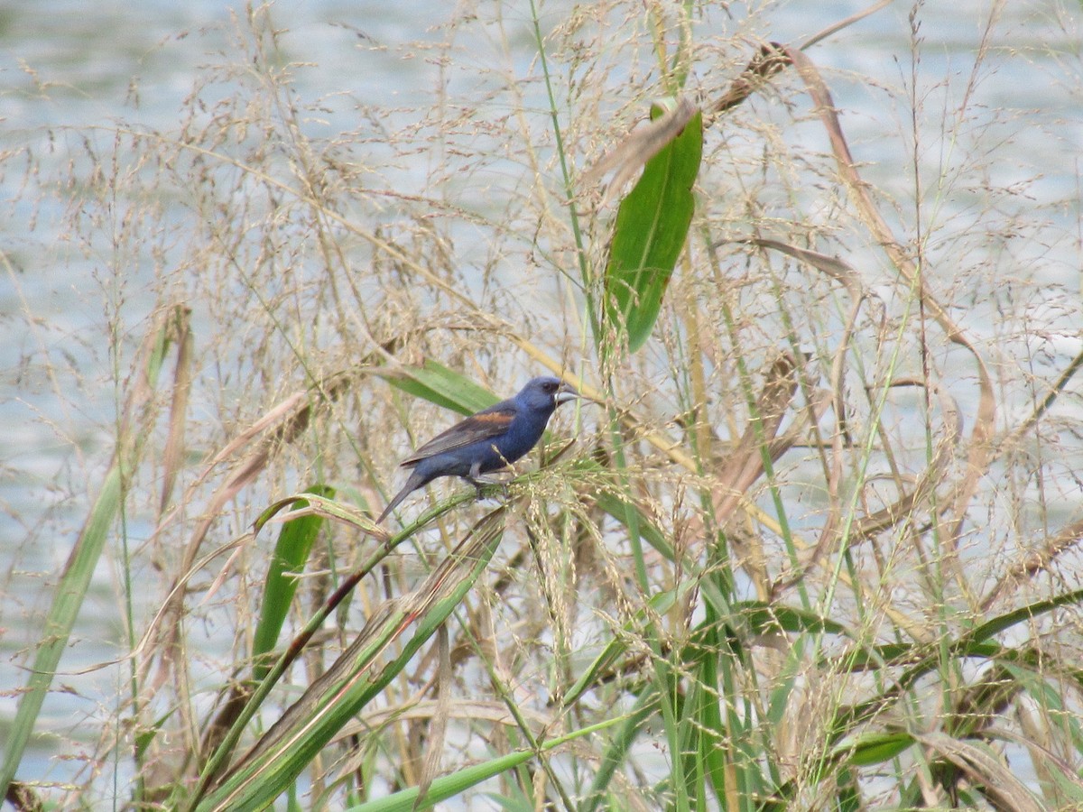 Blue Grosbeak - ML623401359