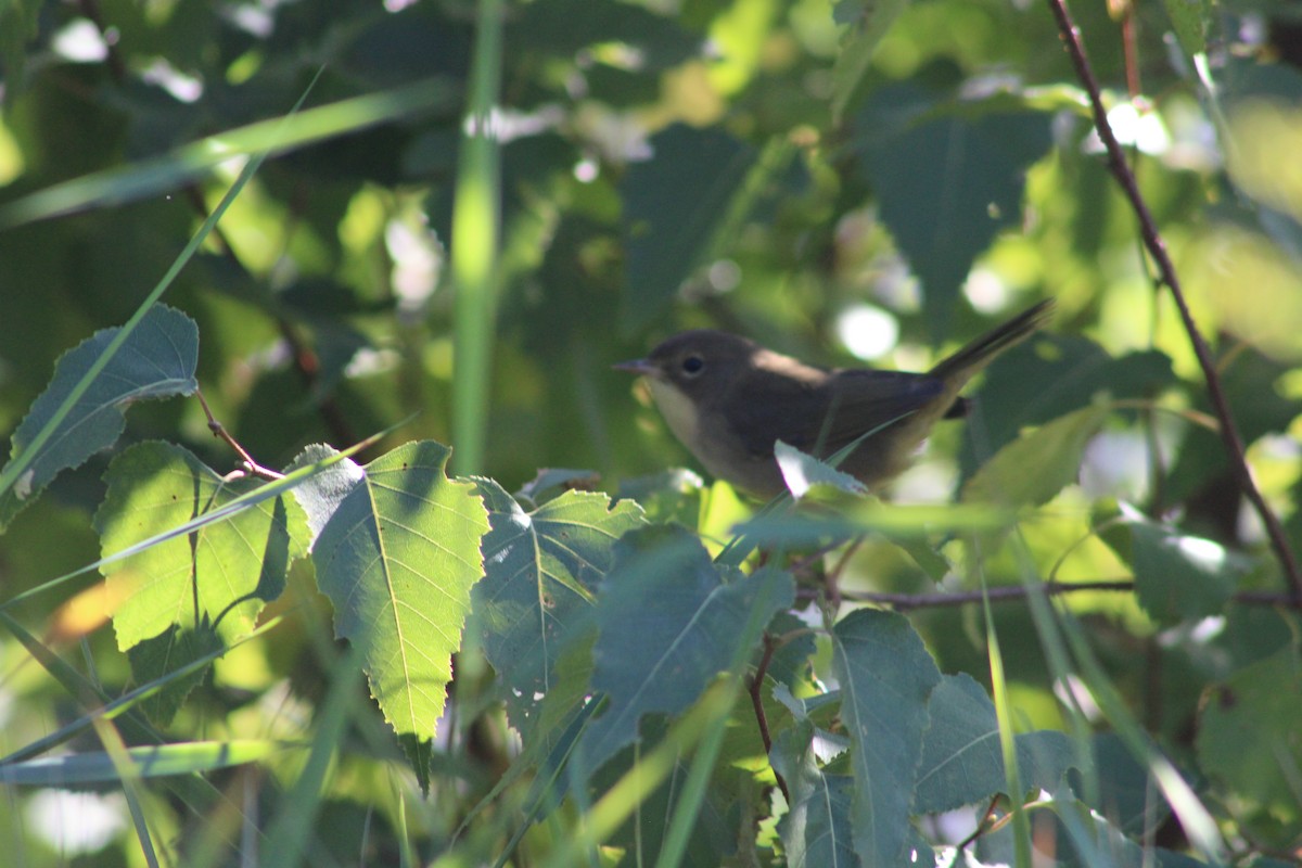 Common Yellowthroat - ML623401427