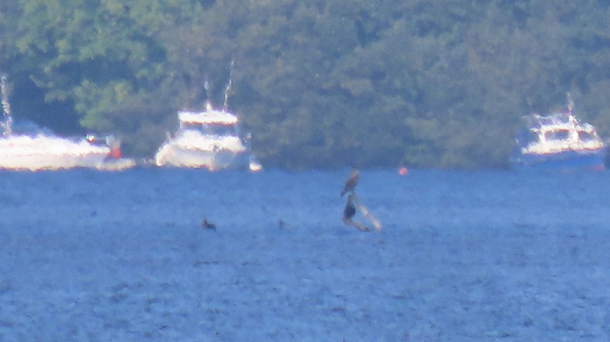 European Shag - ML623401429