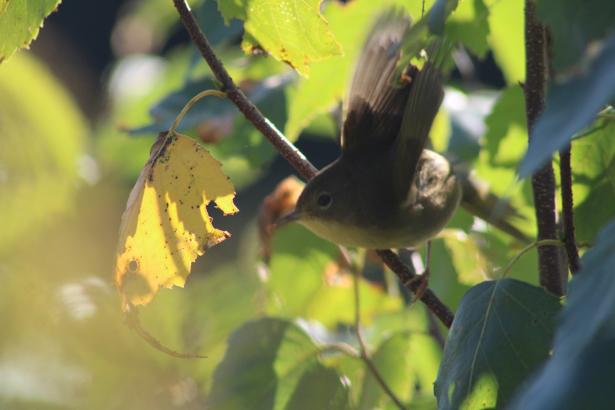 Common Yellowthroat - ML623401430