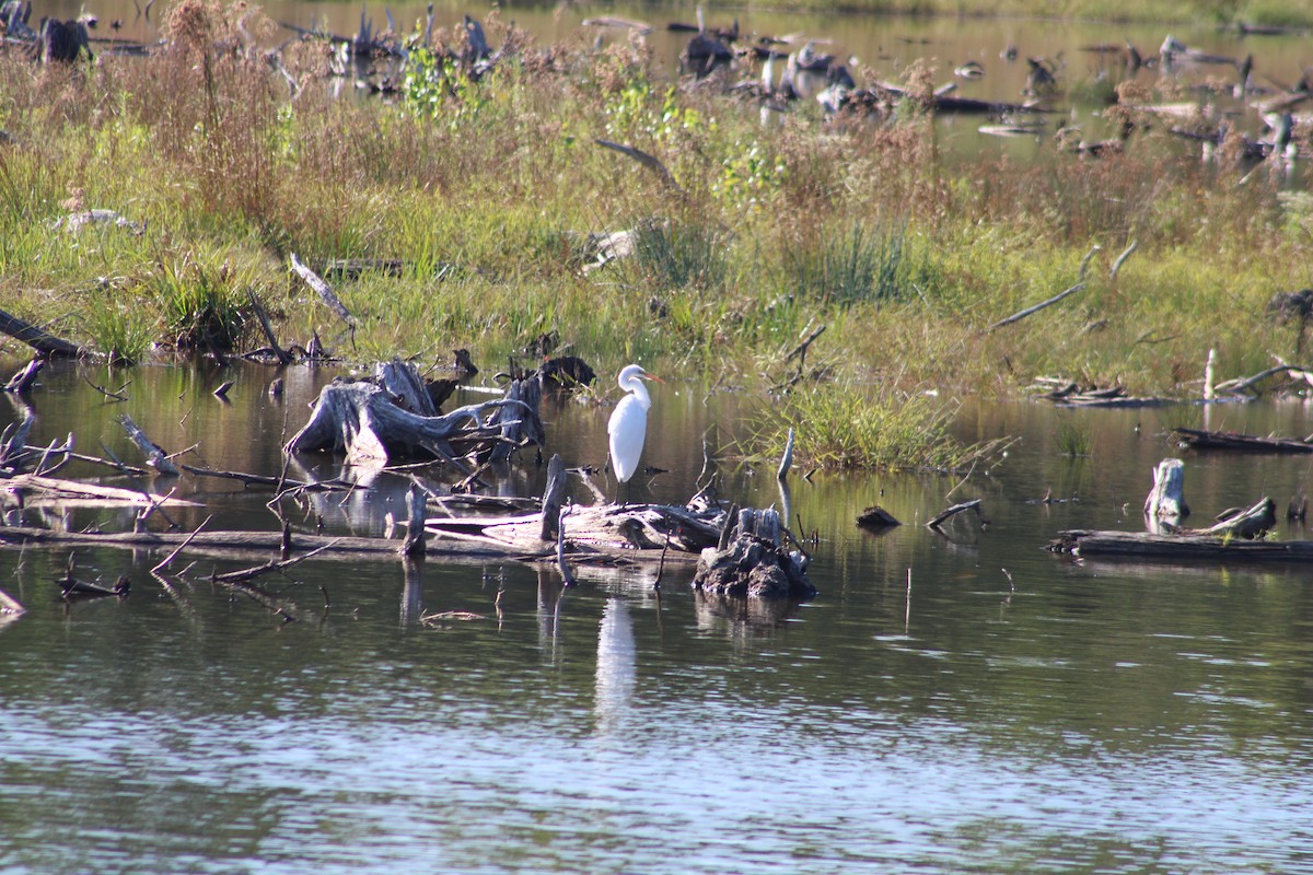 Great Egret - ML623401446