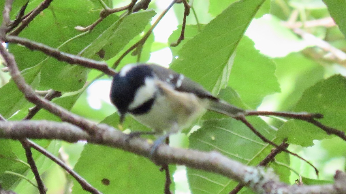 Coal Tit - ML623401451