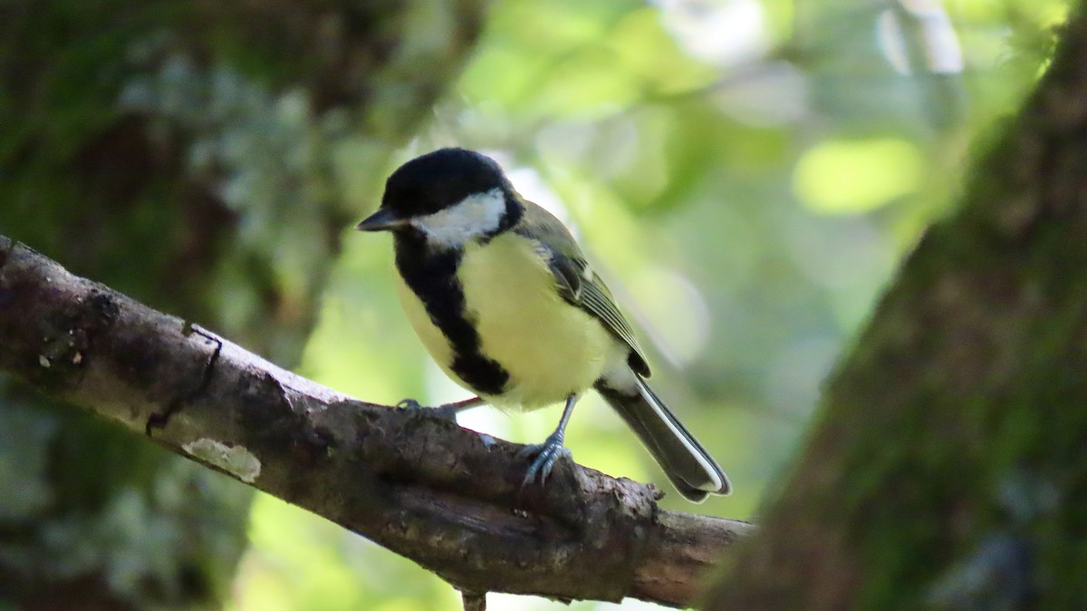 Great Tit - ML623401479
