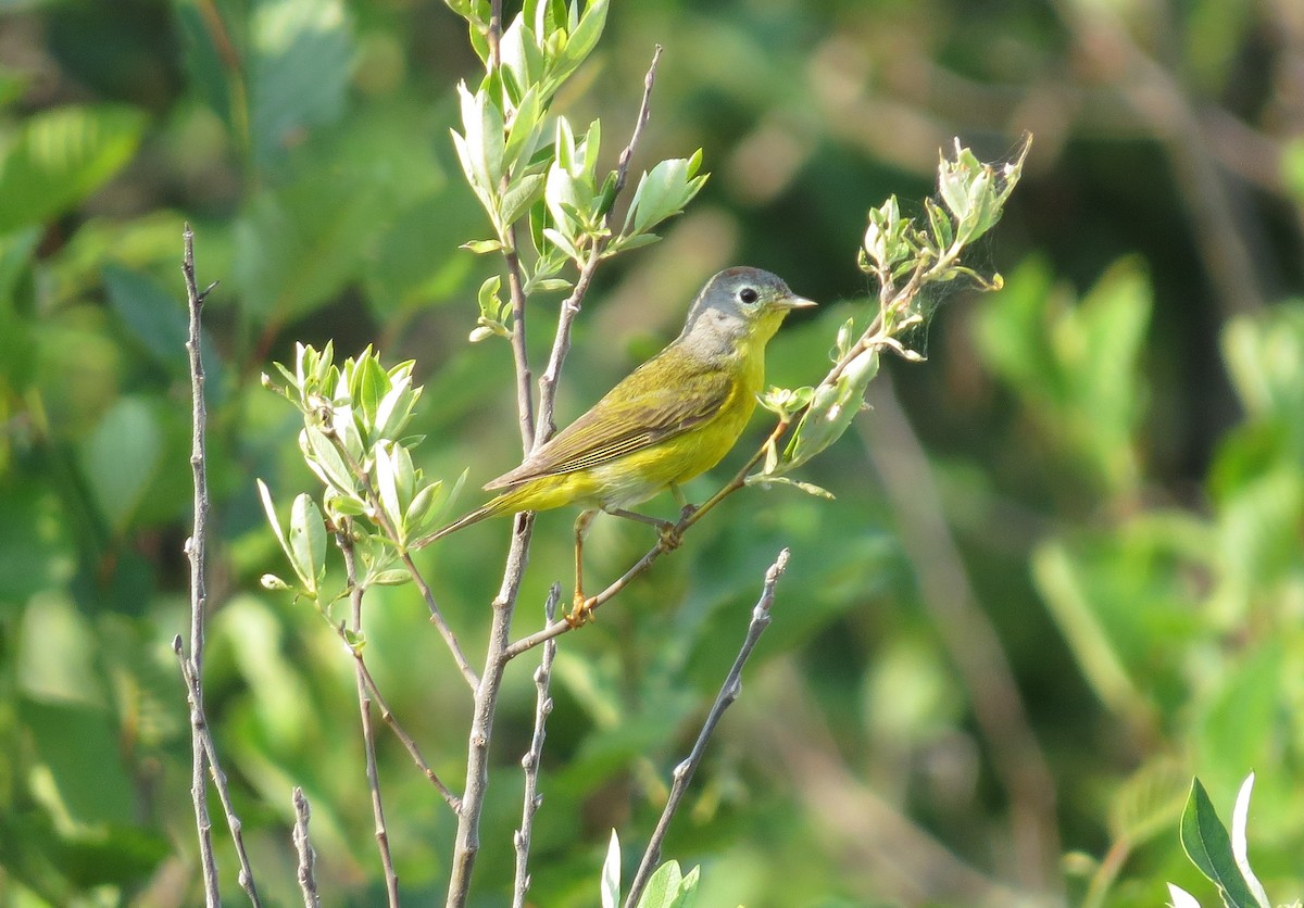 Nashville Warbler - ML623401485