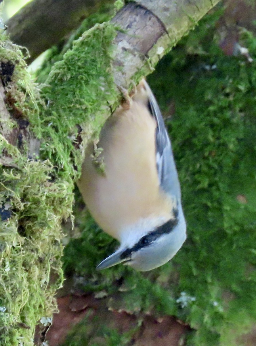 Eurasian Nuthatch - ML623401486