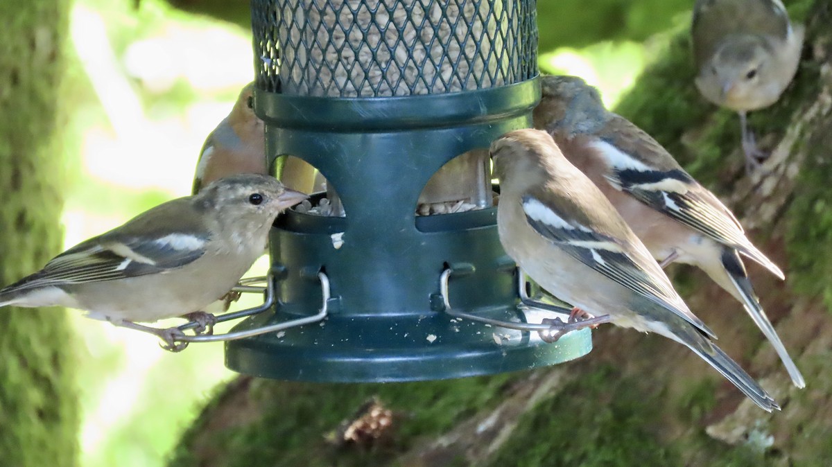 Common Chaffinch - ML623401495