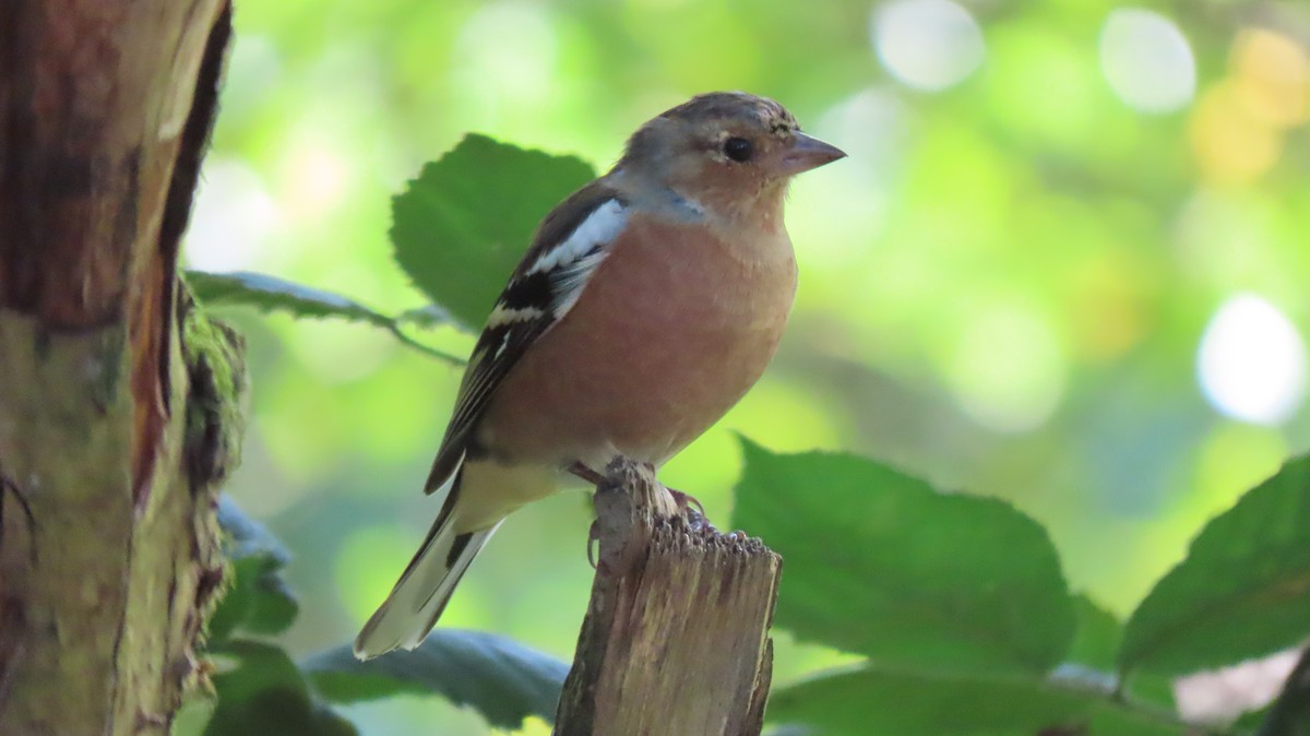 Common Chaffinch - ML623401496