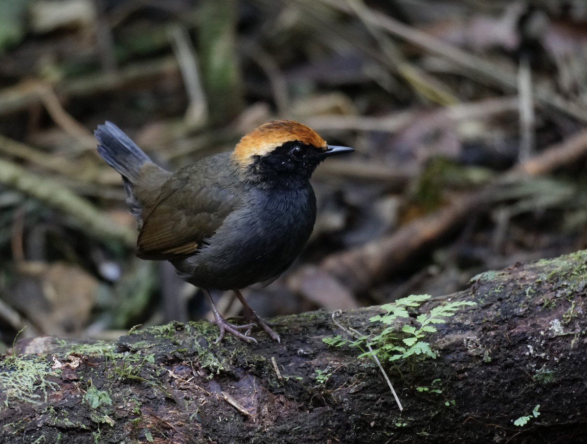 Rufous-capped Antthrush - ML623401521