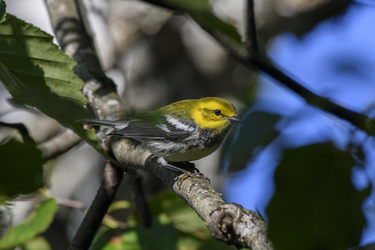 Black-throated Green Warbler - ML623401530