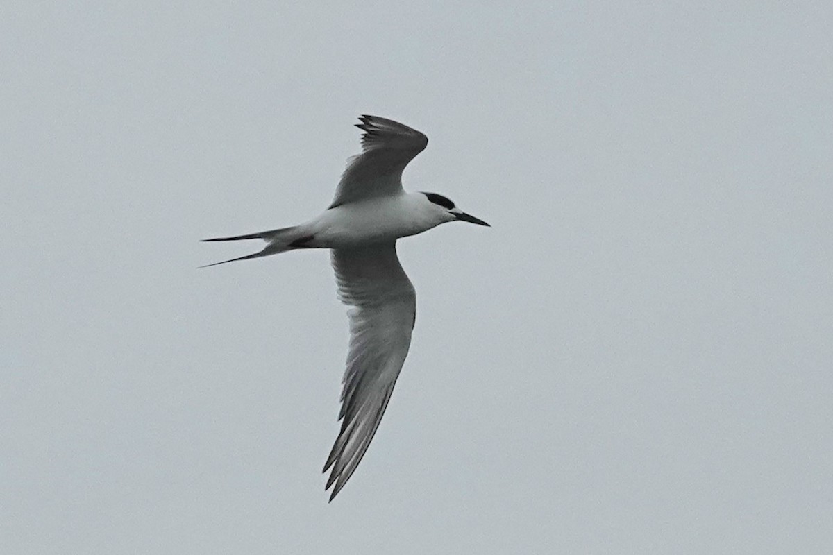 Forster's Tern - ML623401566