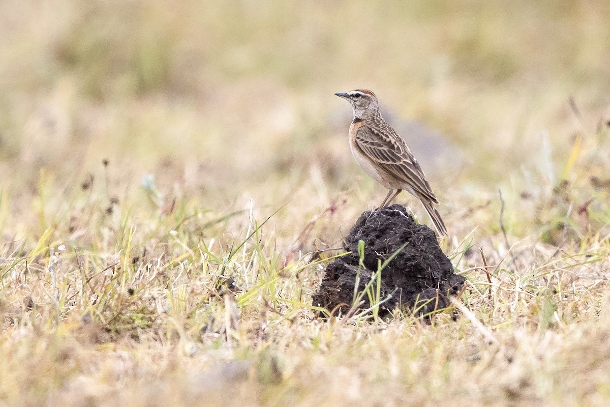 Blanford's Lark (Erlanger's) - ML623401569