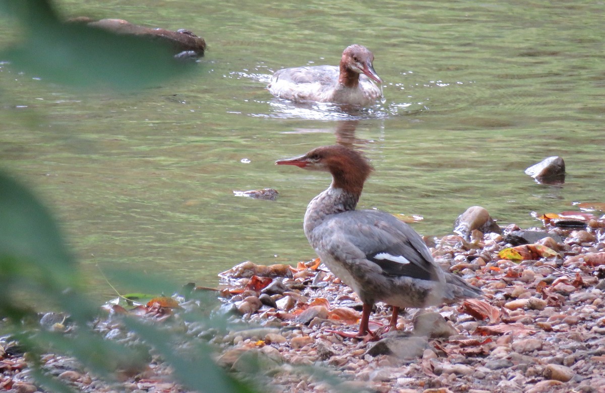 Common Merganser - ML623401590
