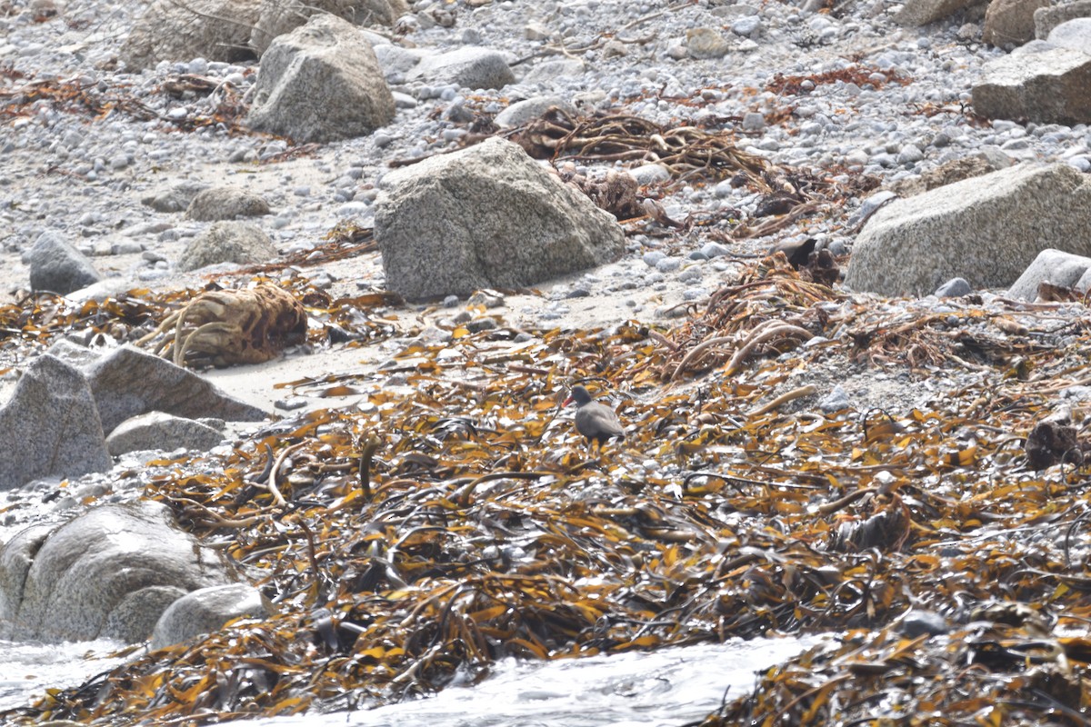 Blackish Oystercatcher - Medio Ambiente El Quisco