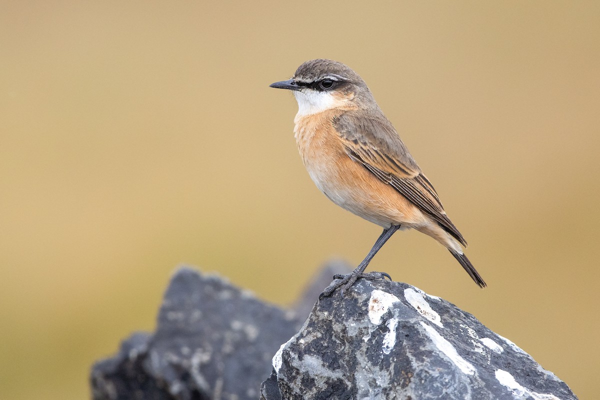 Rusty-breasted Wheatear - ML623401622