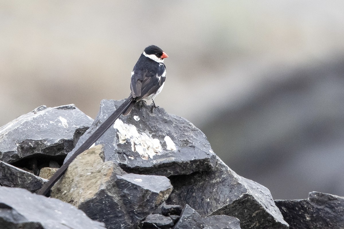 Pin-tailed Whydah - Mathieu Bally