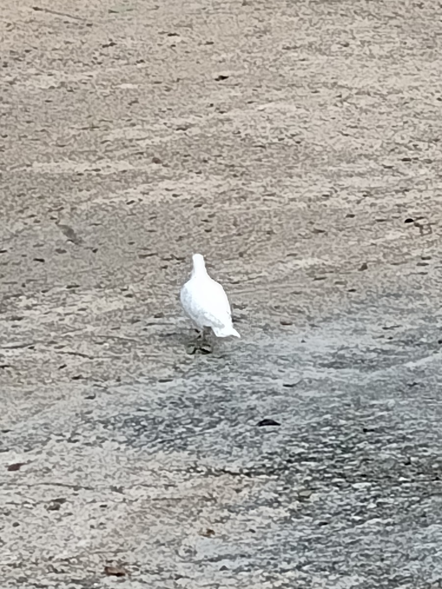 pigeon/dove sp. - ML623401627