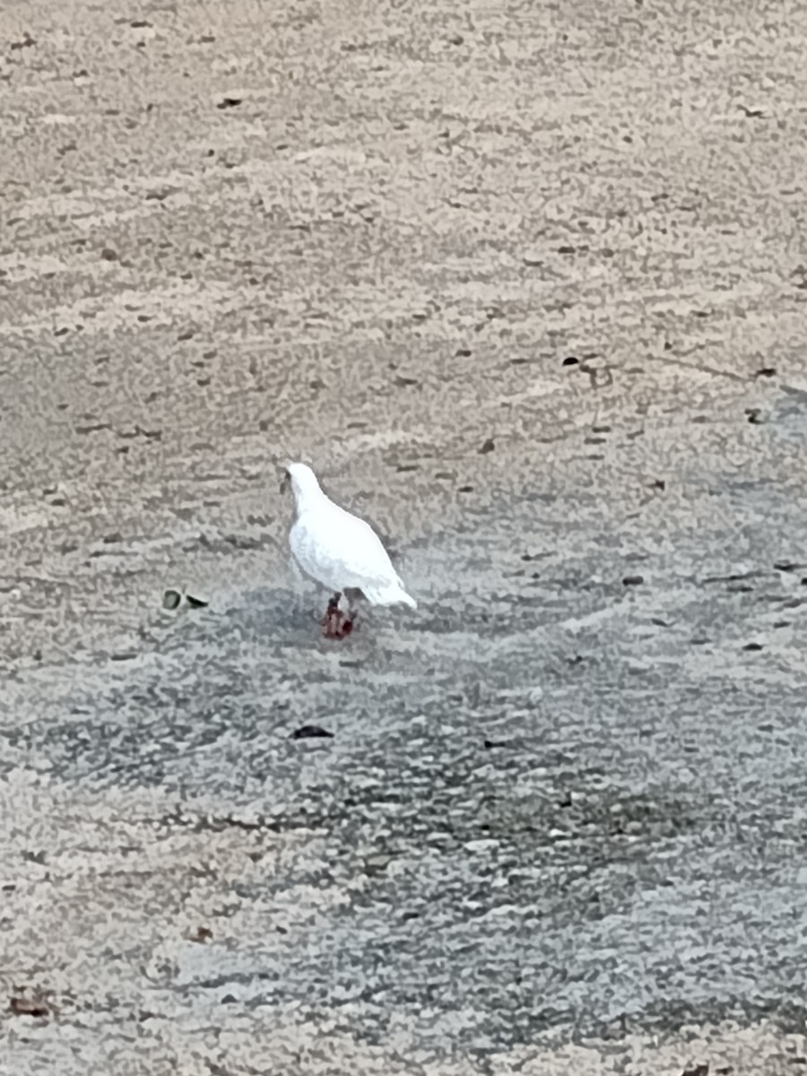 pigeon/dove sp. - ML623401628