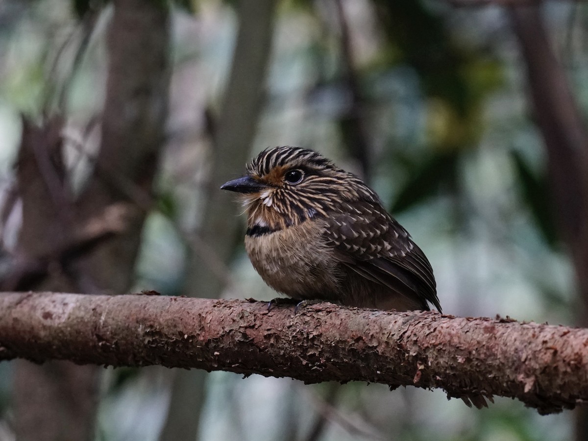 Crescent-chested Puffbird - ML623401687