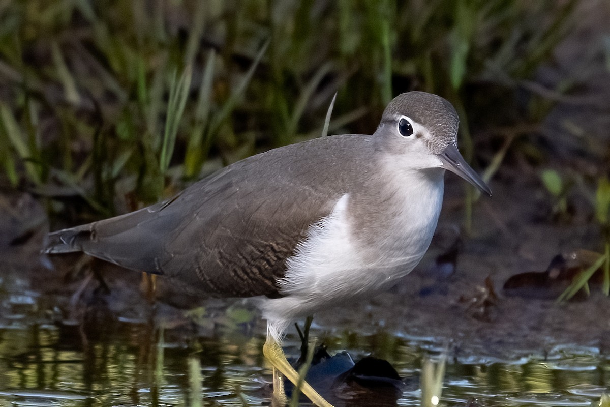 Spotted Sandpiper - ML623401695