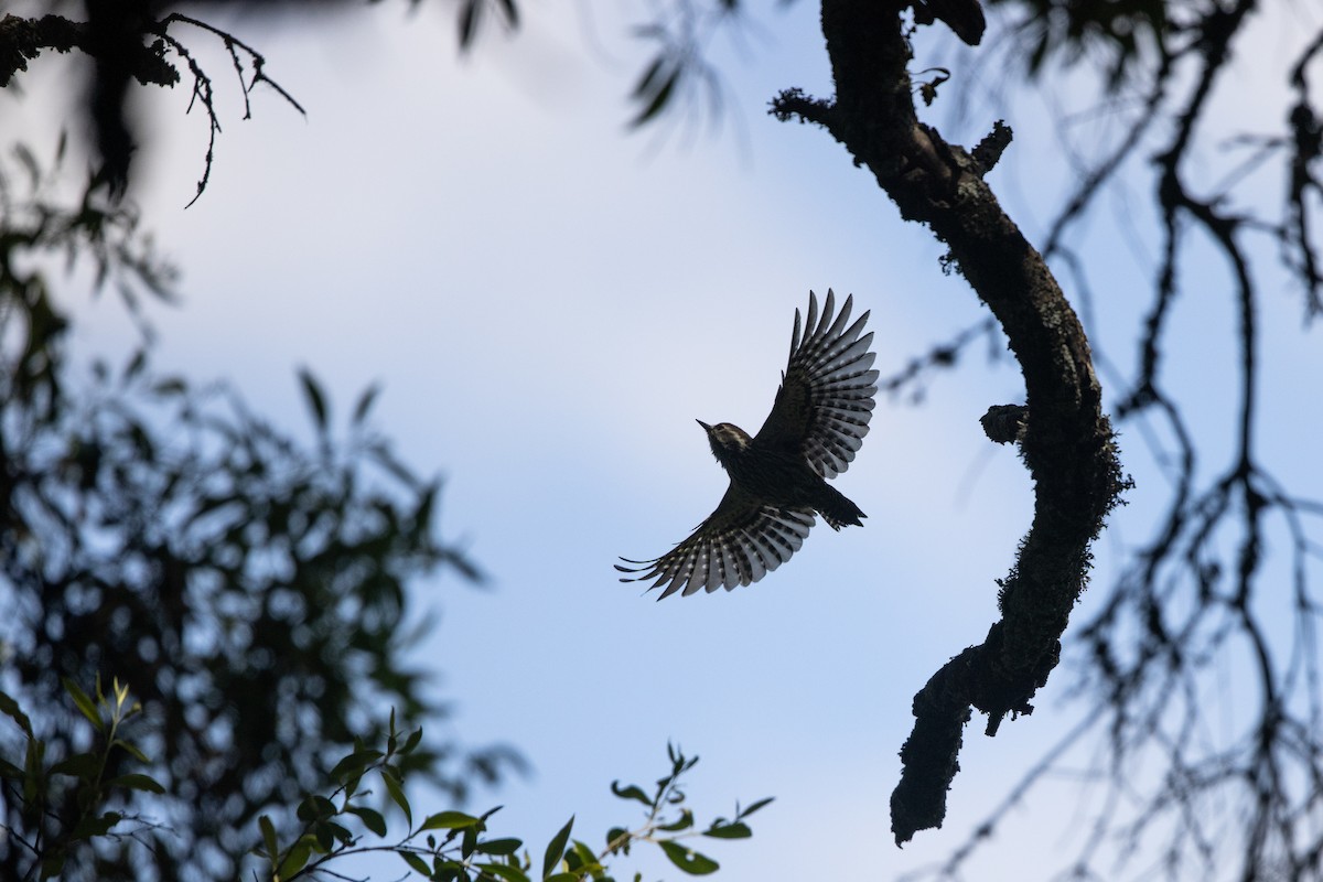 Abyssinian Woodpecker - ML623401766