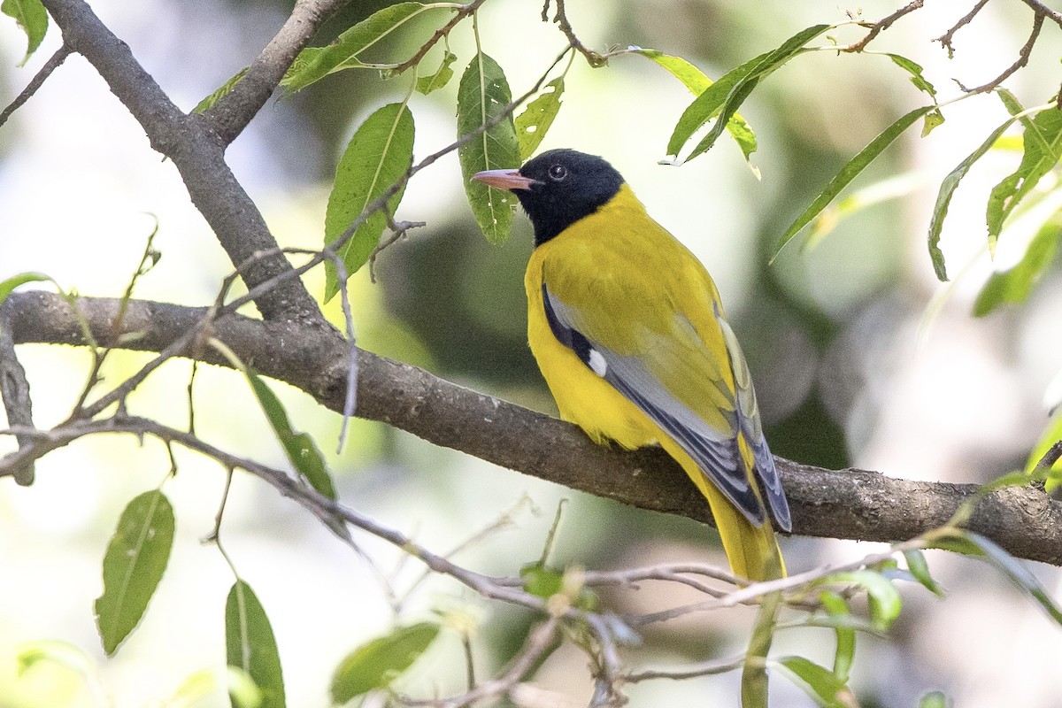 Ethiopian Black-headed Oriole - ML623401768