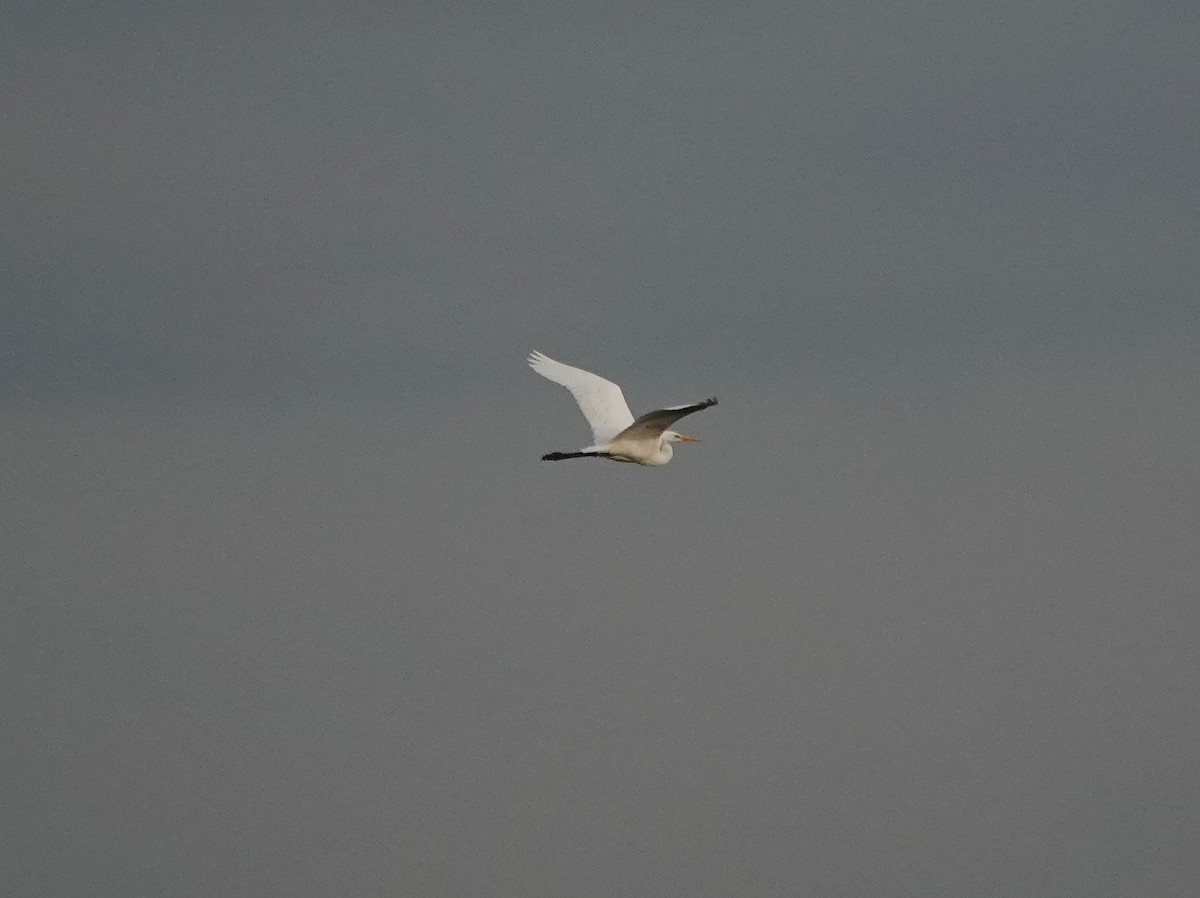 Great Egret - ML623401770