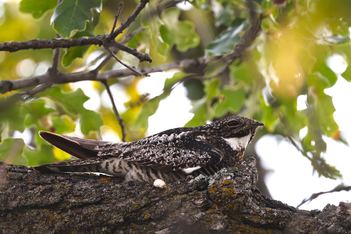 Common Nighthawk - ML623401772