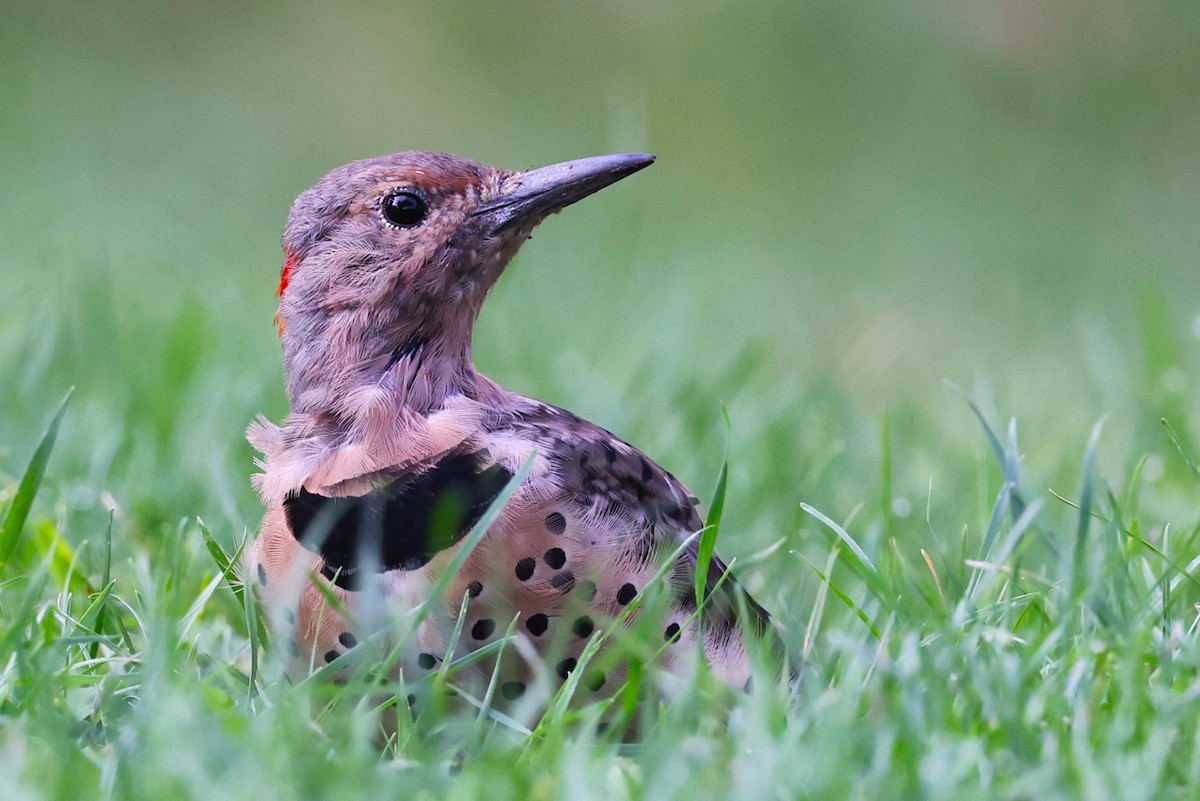 Northern Flicker - ML623401776