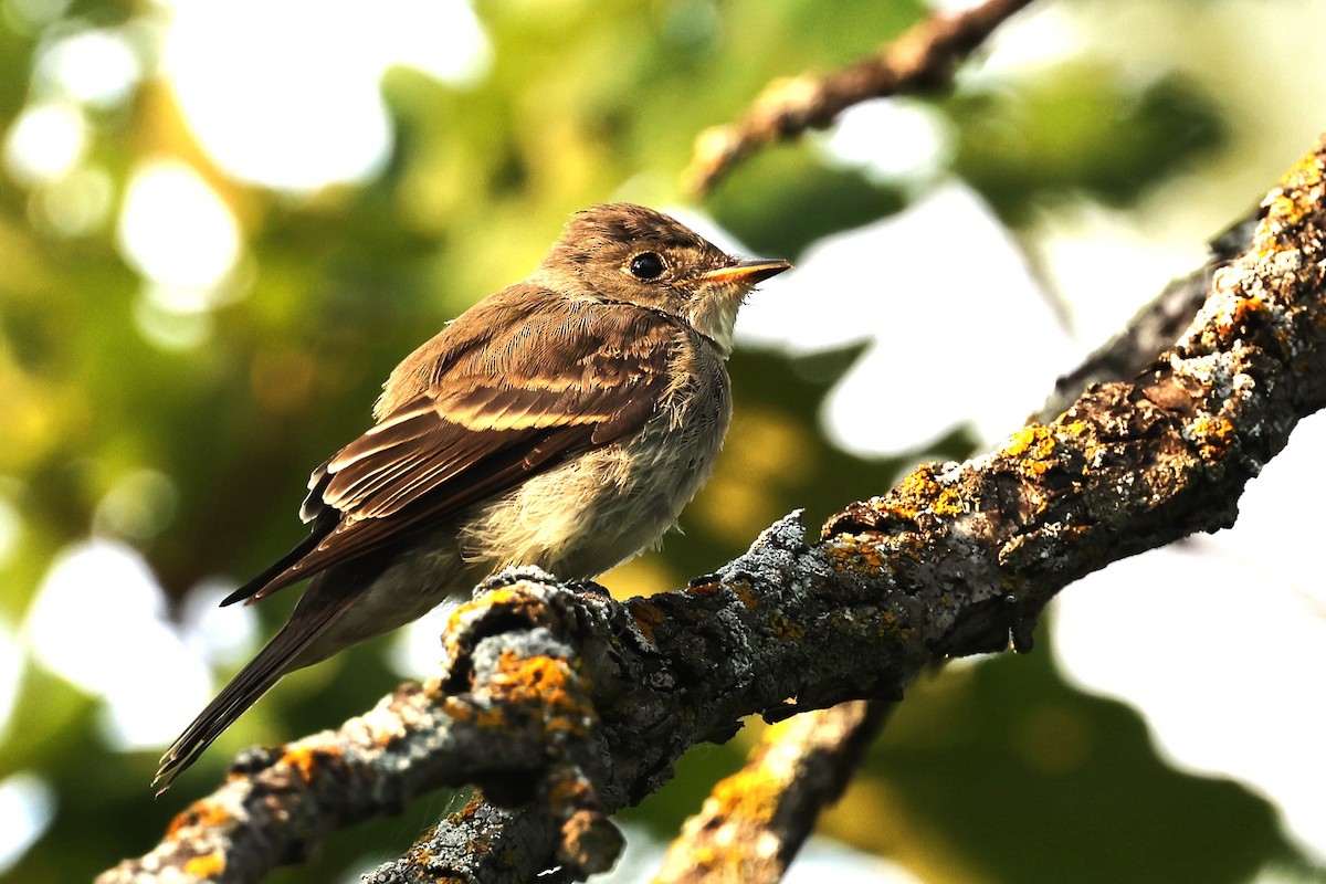 Eastern Wood-Pewee - ML623401781