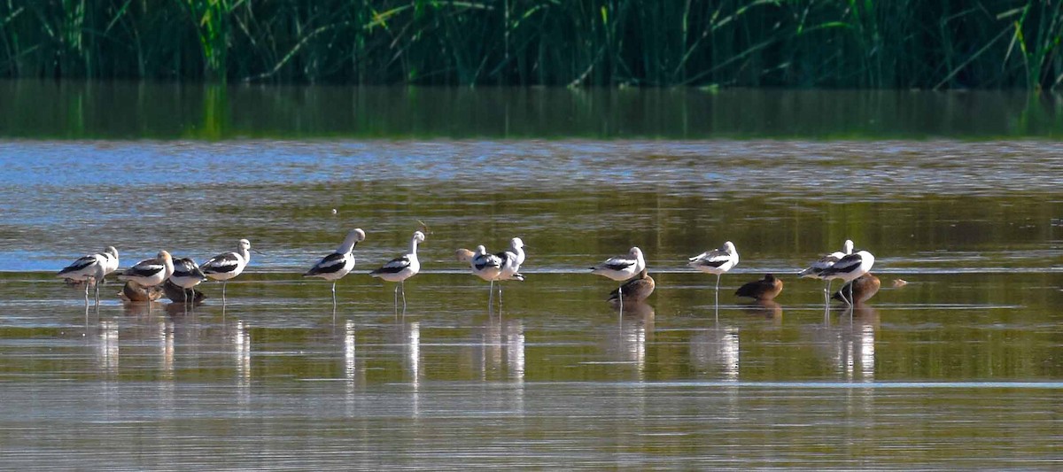 American Avocet - ML623401800