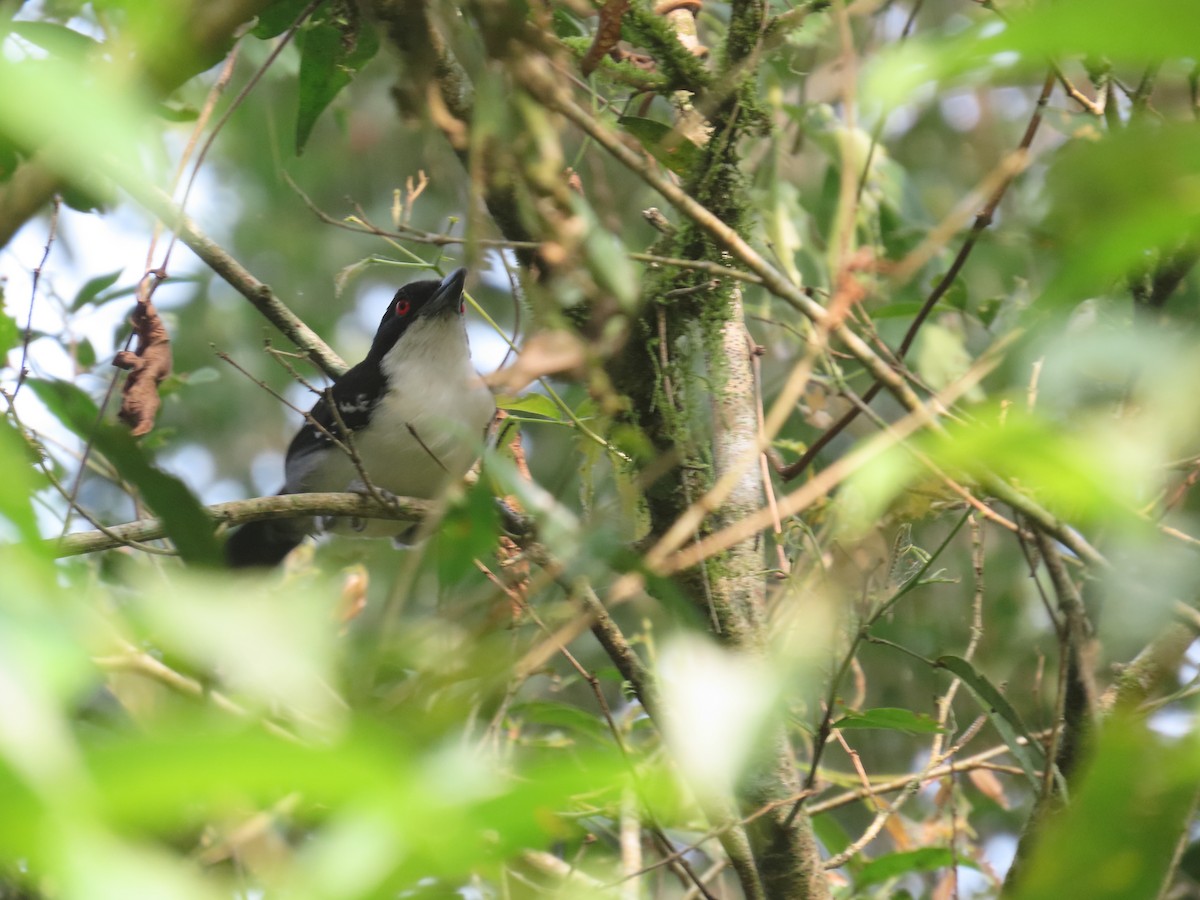 Great Antshrike - ML623401808