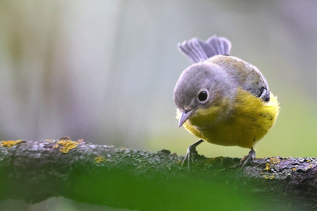 Magnolia Warbler - ML623401832